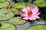 Lily Pads and Lotus Flower at Singapore Botanical Gardens, Singapore