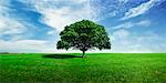 Lone Maple Tree in Field