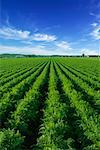 Carrot Field, Ontario, Canada