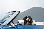 Portrait of Dog in Driver's Seat of Convertible