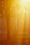 Soleil et la brume dans la forêt, Bluff, Nouveau-Brunswick, Canada de personne