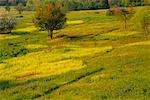 Spring Meadow, Shamper's Bluff, New Brunswick, Canada