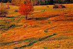 Automne Meadow, Bluff, Nouveau-Brunswick, Canada de personne