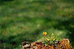 Viola Growing on Tree Stump, Shamper's Bluff, New Brunswick, Canada