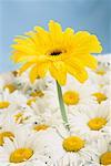 Gerbera Daisy et marguerites Shasta