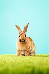 Portrait de lapin