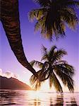 Palm Trees over Water at Sunset, Moorea, Tahiti, French Polynesia