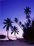 Palmiers au crépuscule, Tahiti, Moorea, Polynésie française