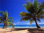 Palmen am Strand, Kanyons Bay, Pazifischer Ozean, Moorea, Tahiti, Französisch-Polynesien