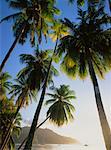 Palm trees at Cook's Bay, Moorea, Tahiti, French Polynesia