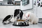 Hunde und Katzen essen zusammen
