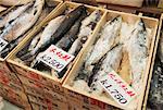 Frozen Fish, Tsukiji Fish Market, Tokyo, Japan