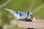 Geai bleu à la mangeoire à oiseaux