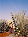 Farmer Trimming Agave Plant, Arandas, Jalisco, Mexico