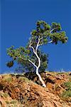 Arbre du côté d'Ormiston Gorge dans les West MacDonnell Ranges, territoire du Nord, Australie