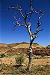 Bare Tree in Palm Valley, Finke Gorge National Park, Northern Territory, Australia