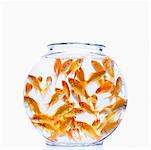 Many Goldfish in Bowl
