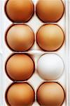 Carton of Eggs