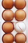 Carton of Eggs