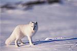 Arctic Fox, Queen Maud Gulf, Nunavut