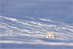 Arctic Fox, Queen Maud Gulf, Nunavut