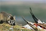 Arctic Fox Pup Looking At Goose Carcass