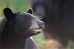 Ours noir, du Nord du Minnesota, USA