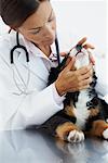 Veterinarian Examining Puppy