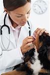 Veterinarian Examining Puppy