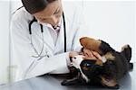 Veterinarian Examining Puppy