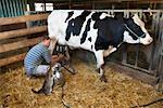 Agriculteur traite vache