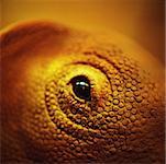 Lizard's eye