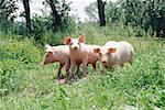 Drei Schweine auf einer Wiese