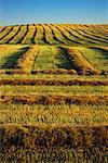 Swathed Canola Field, Manitoba, Canada