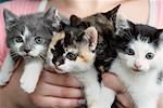 Handful of Kittens