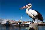 Pélican, Fremantle, Australie