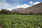 Cornfield, Sacred Valley, Peru