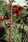 Rose Bush, Close Up of Thorns