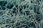 Close-Up of Frost-Covered Grass