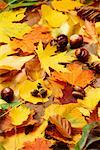 Noix et feuilles d'automne