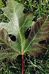 Close-up of Oak Leaf