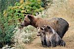 Grizzly Bears, Knight Inlet, British Columbia, Canada