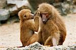 Hamadryas Baboons Grooming Each Other, Singapore Zoo, Singapore