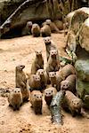 Banded Mongoose, Singapore Zoo, Singapore