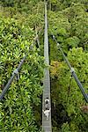 HSBC Treetop Walk in MacRitchie Reservoir, Singapore