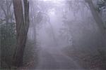 Country Road in Fog, Victoria, Australia