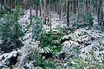 Snow on Tree Ferns, Alpine National Park, Victoria, Australia