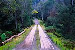 Country Road Through Rainforest, Styx Valley, Tasmania, Australia