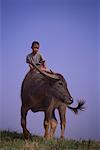 Boy Riding A Buffalo, Myanmar