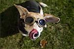 Hund Schutzbrille tragen